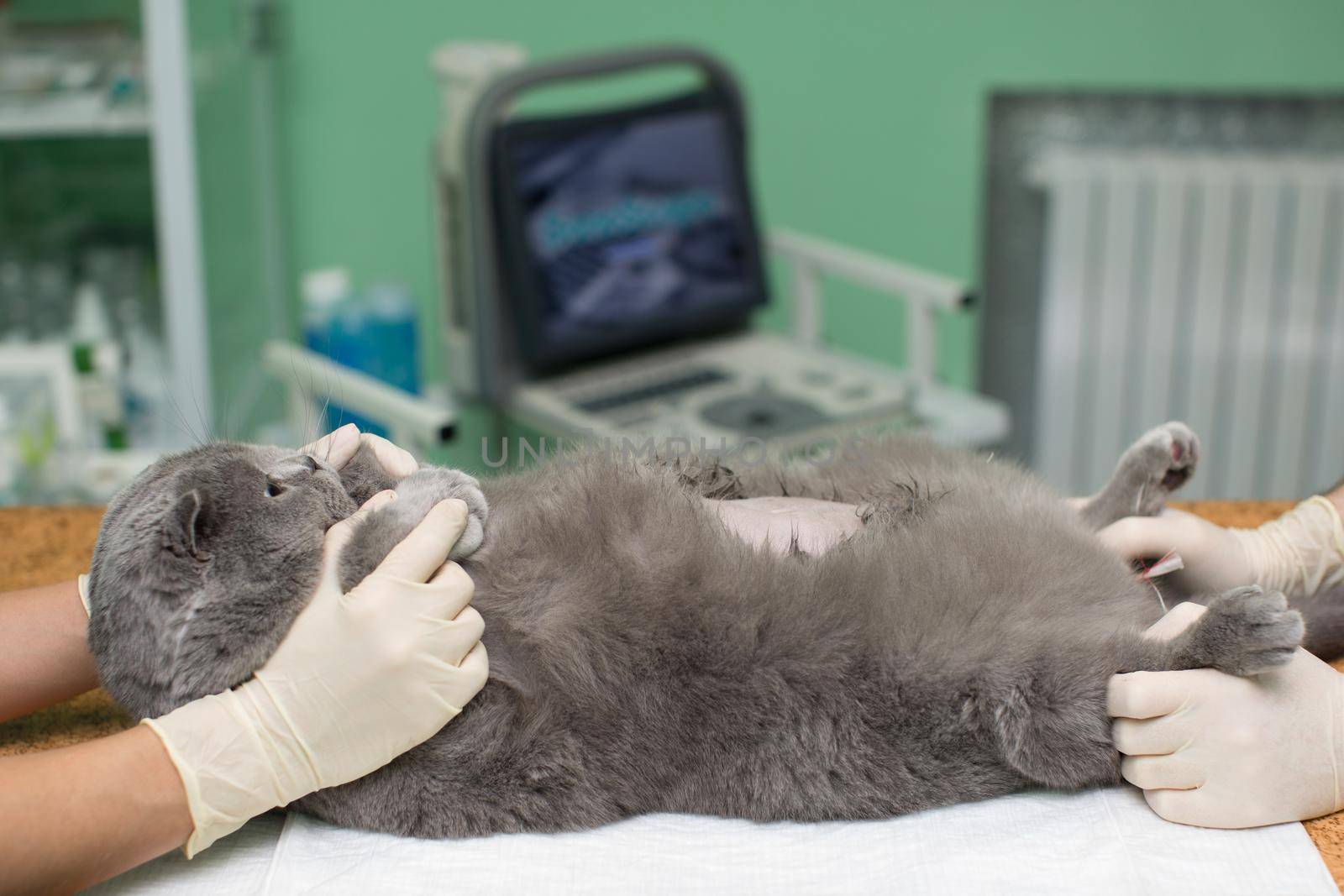 The vet does an ultrasound cat in clinic. by StudioPeace