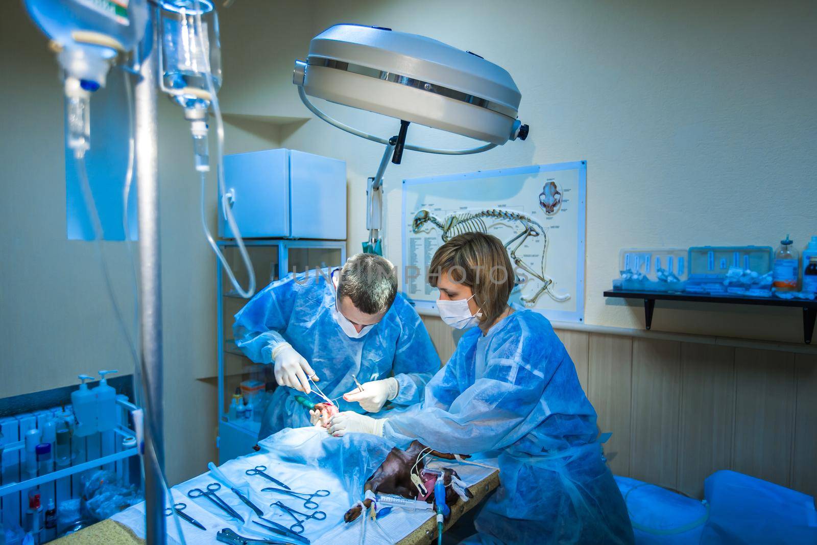 Veterinary clinic. Surgery dog's feet. The doctor sews up the leg of the dog by StudioPeace