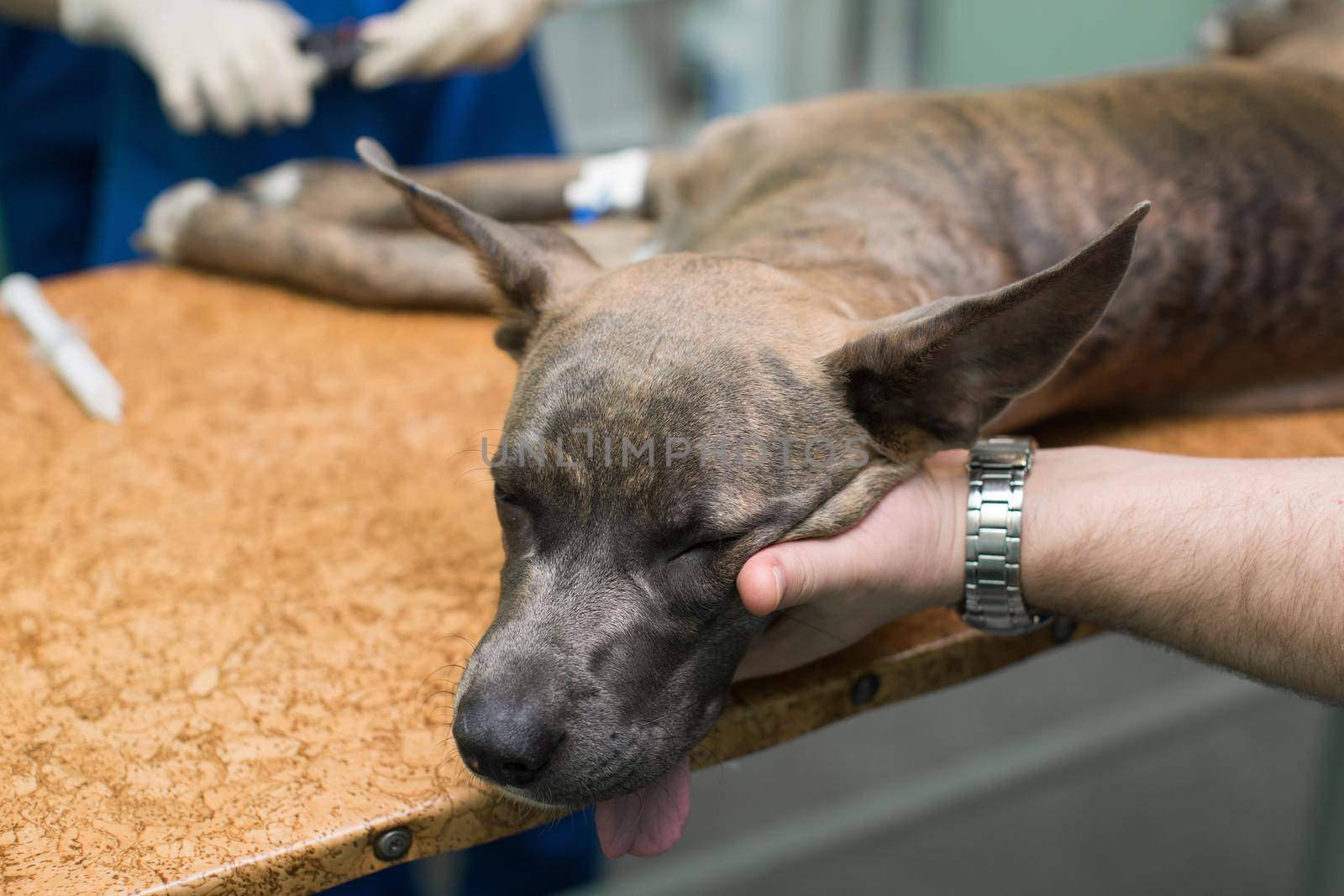 The dog is under anesthesia before surgery in a veterinary clinic