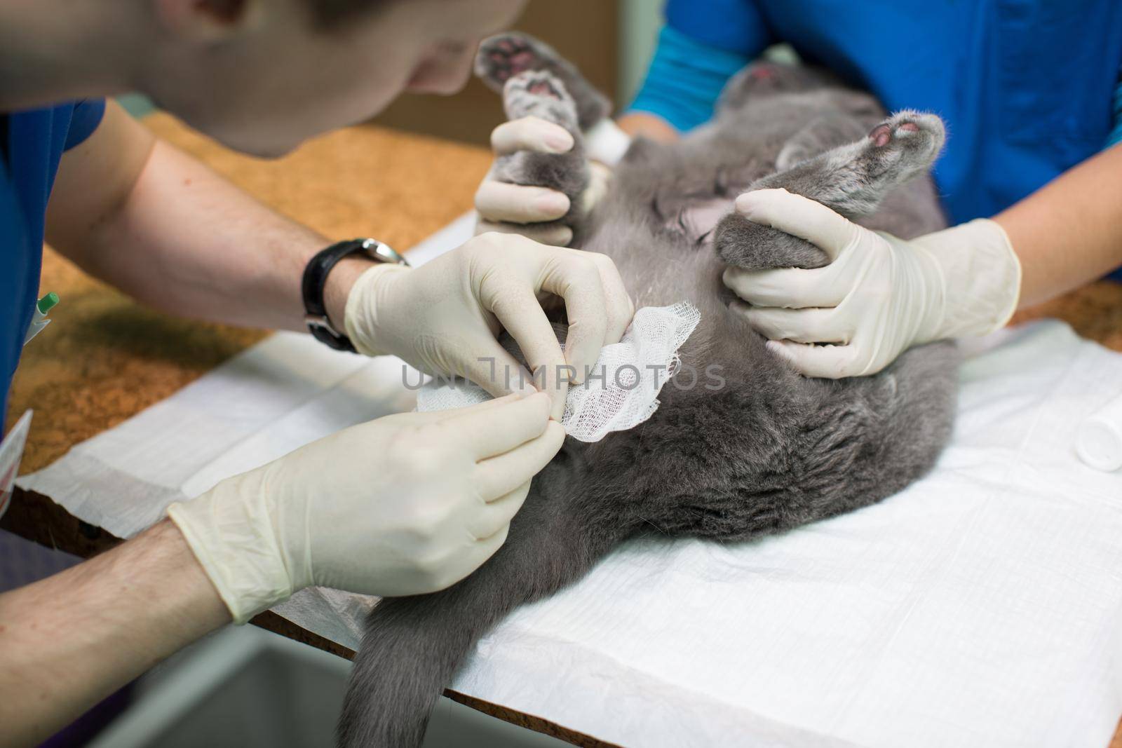 veterinary medicine, the use of three-way stopcock for draining urine from the urinary bladder of cats a gallstone. syringe