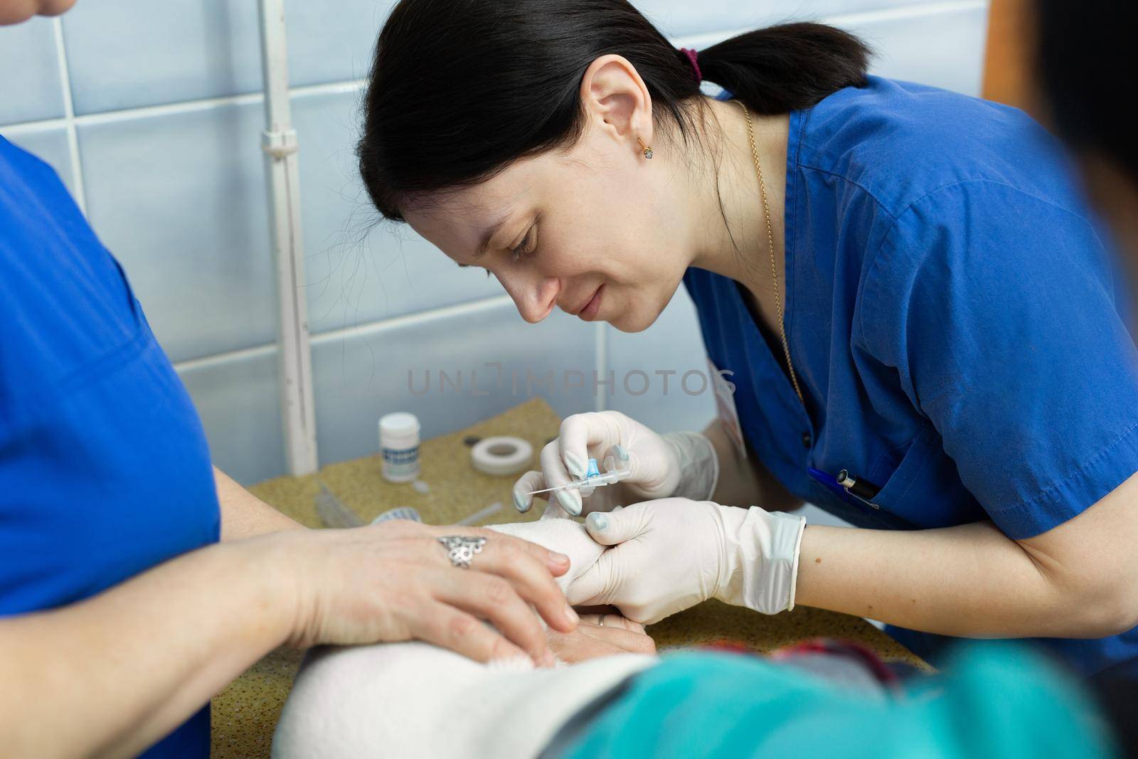 Vet puts a catheter on the dog at the veterinary clinic