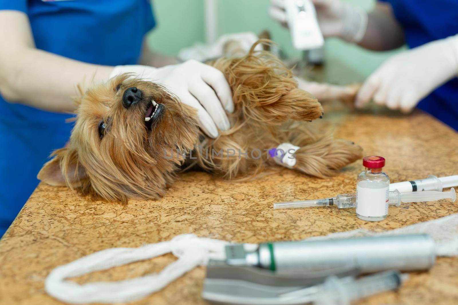 Veterinarian prepares dog by shaving his leg before surgery. by StudioPeace