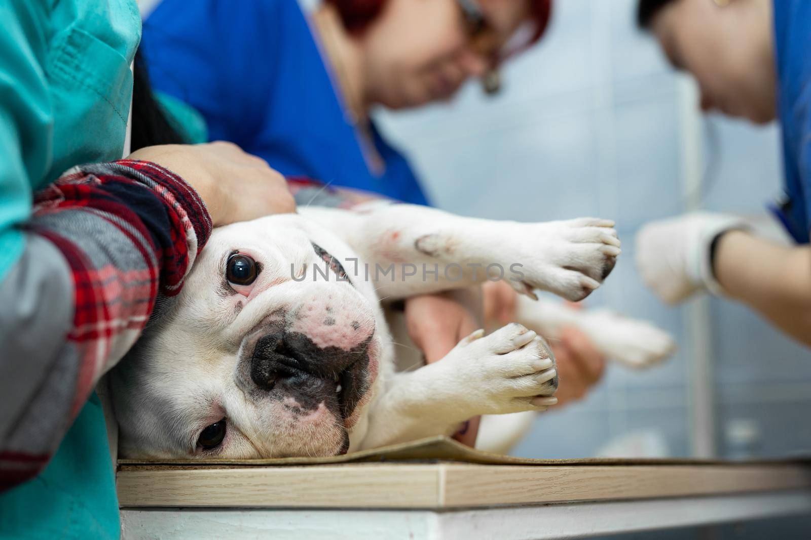 Vet puts a catheter on the dog at the veterinary clinic