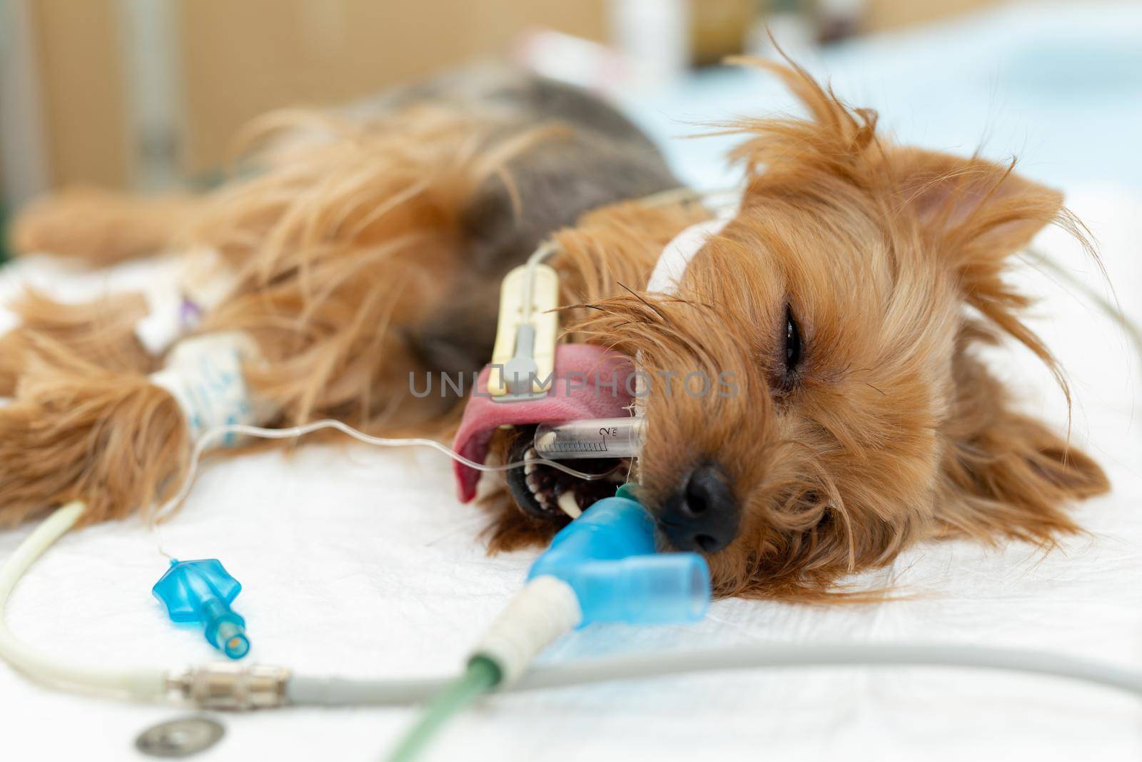 A dog on the operating table in a veterinary clinic. by StudioPeace