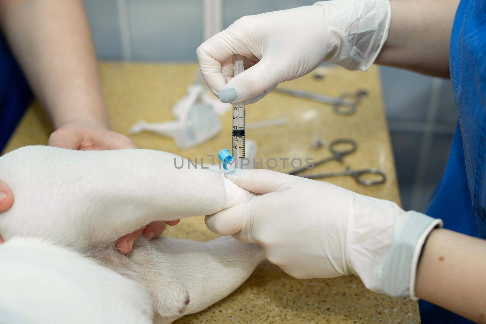 Close up veterinarian giving an injection to a dog at hospital
