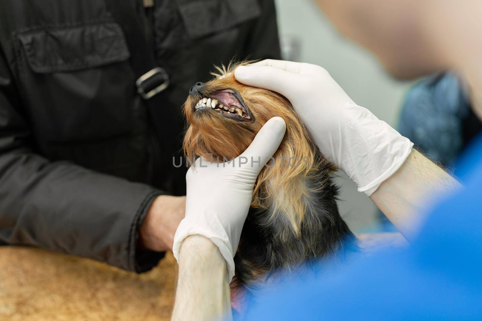 Veterinarian doctor making check-up of a little dog Yorkshire Terrier. by StudioPeace