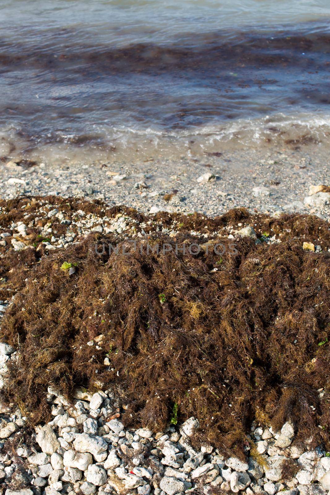 Dirty sea wave nailed to shore old dirty algae. Dirty seaweed line of sea surf on beach. Dirty sea, environmental problem of environmental pollution. Seaweed in sea wave. Closed. Bathing is prohibited