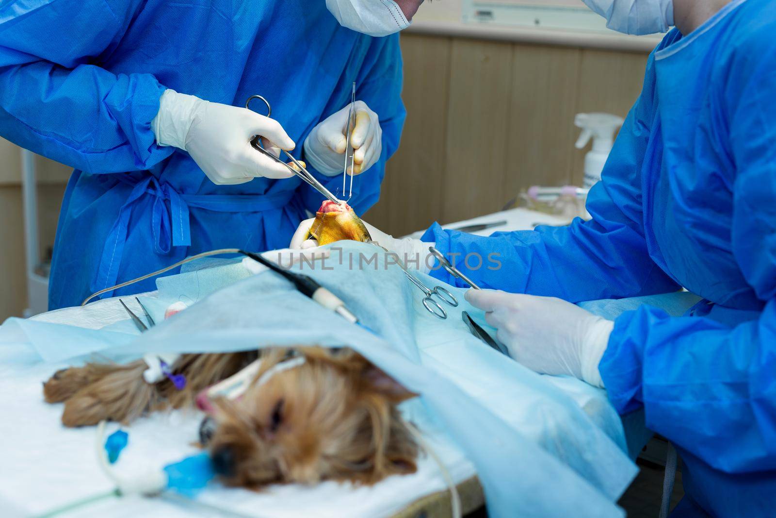 Veterinary clinic. Surgery dog's feet. The doctor sews up the leg of the dog.