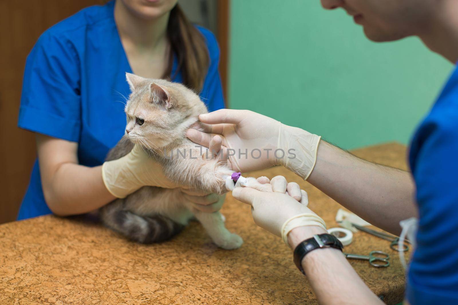Veterinary placing a catheter via a cat in the clinic. by StudioPeace