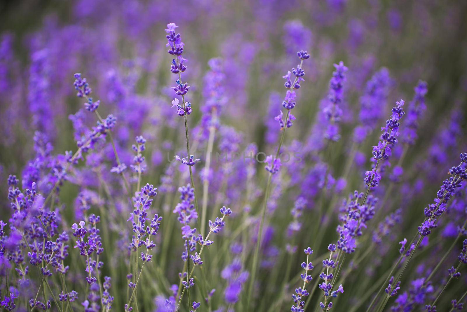 Lavender flower blooming scented fields in endless rows. Valensole plateau, provence, france, europ