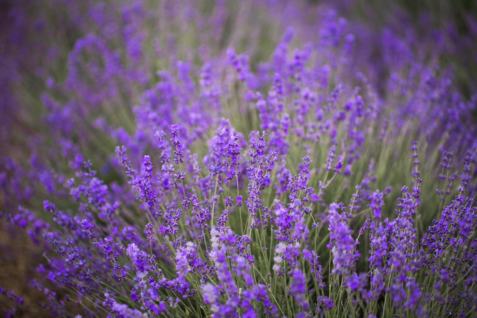 Sunset over a violet lavender field in Provence,Hokkaido