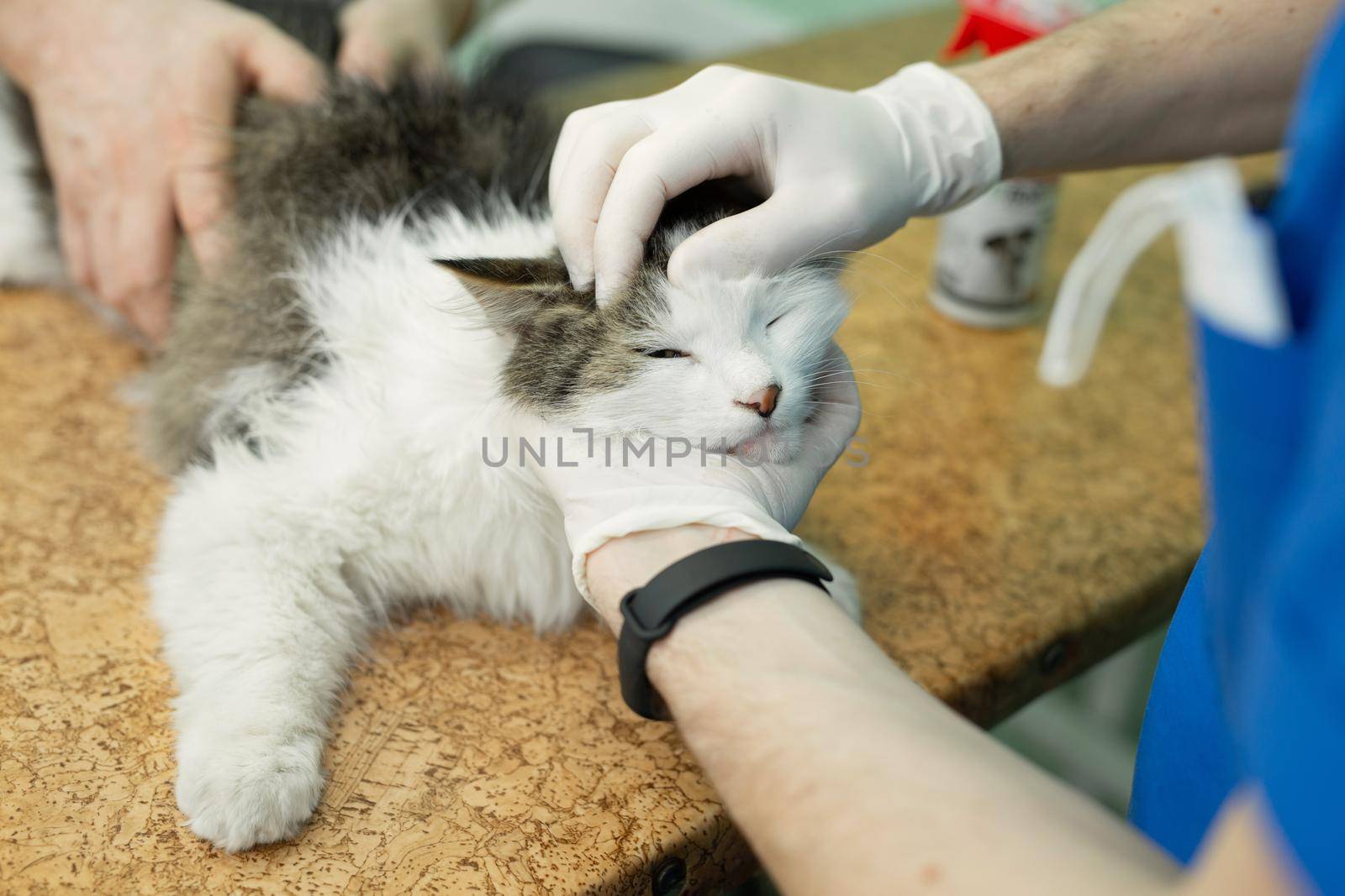 Cat having a check-up at a animal vet clinic. by StudioPeace