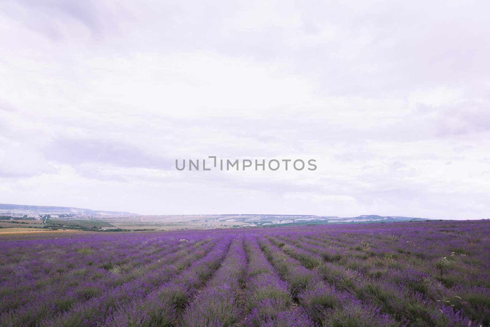 Purple lavender field on the Crimean peninsula by StudioPeace