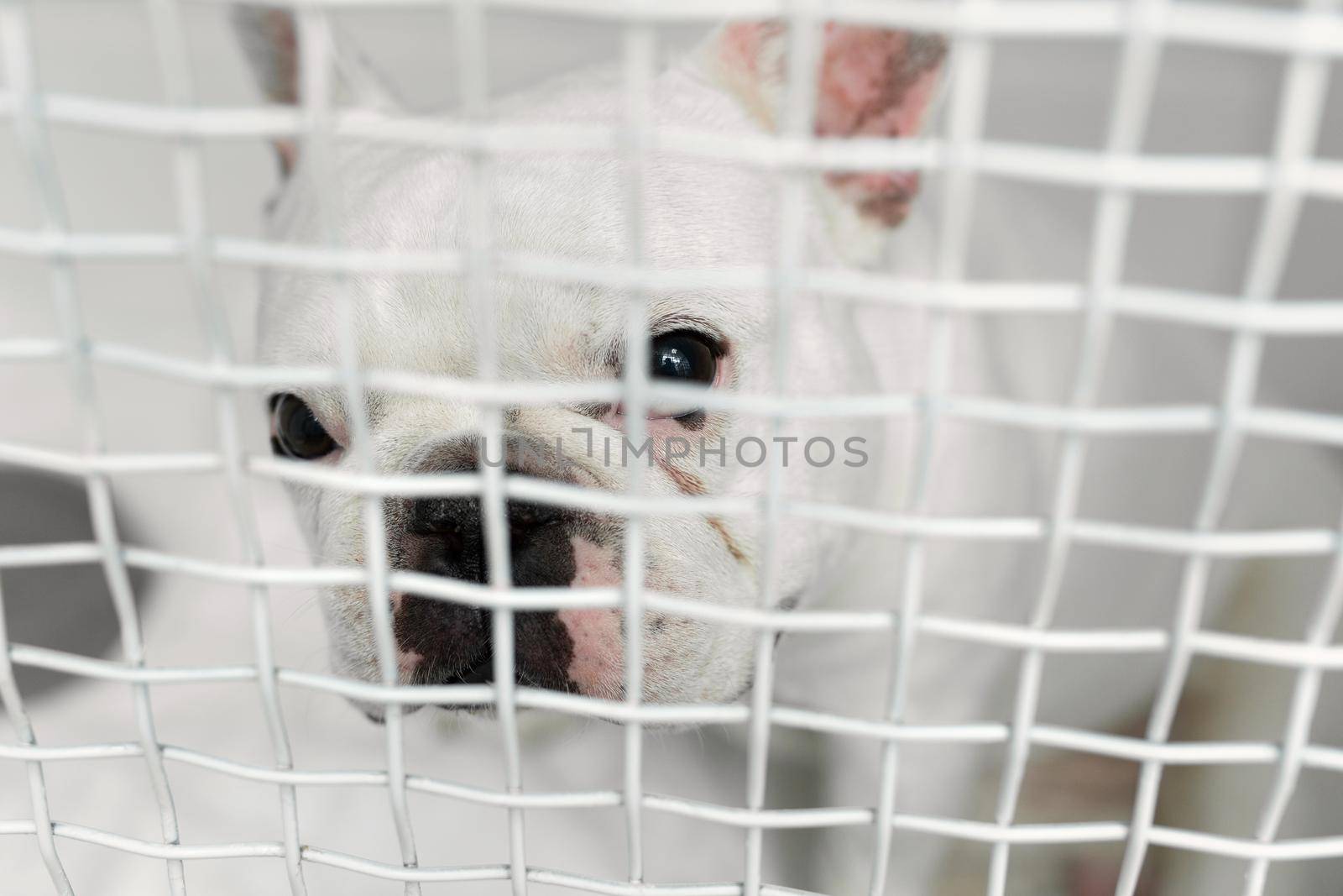 Sick dog in a cage in a veterinary clinic for animals. by StudioPeace