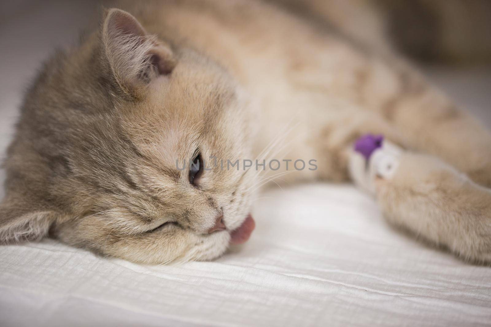 Cat in a veterinary clinic under anesthesia