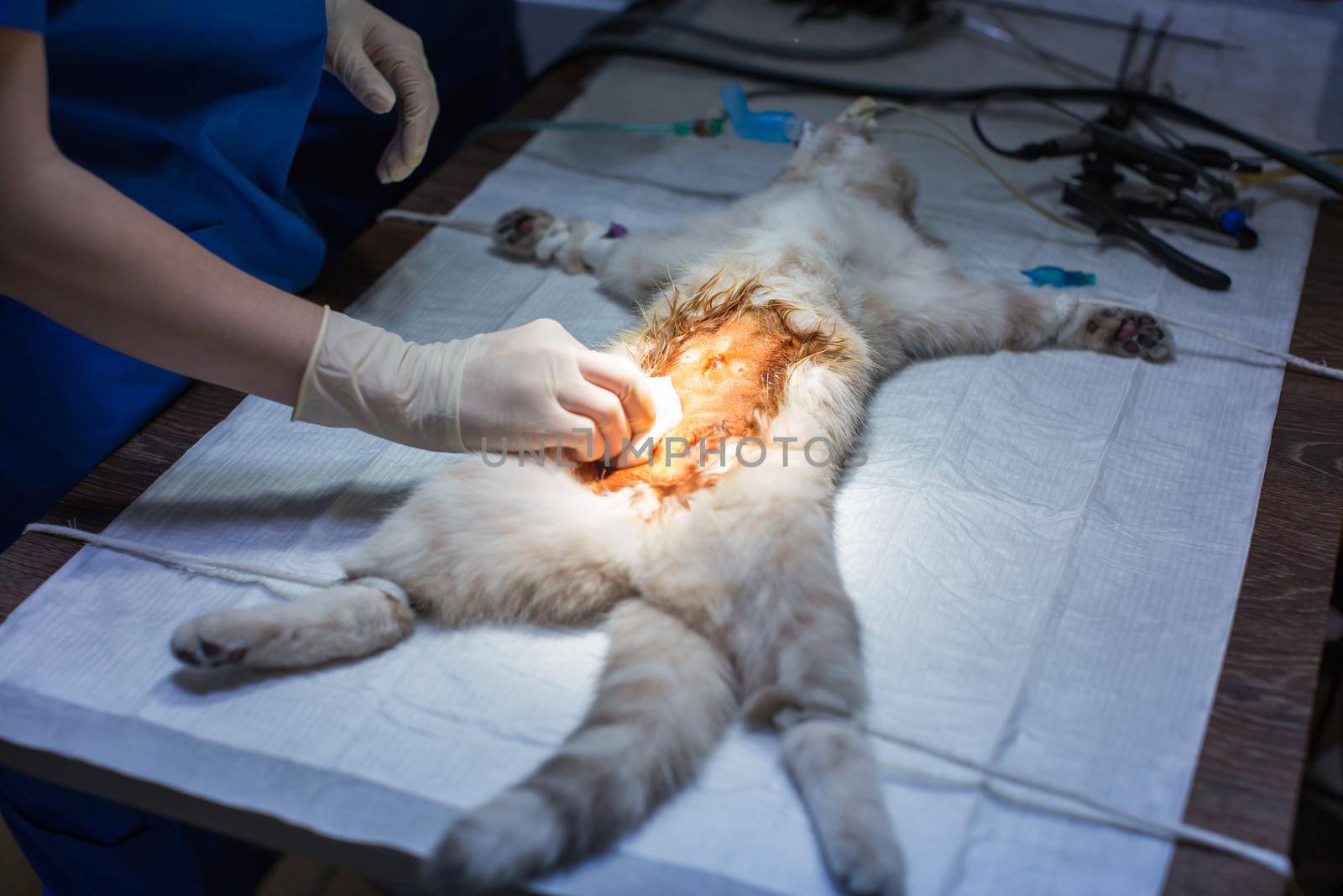 The cat on the operating table in a veterinary clinic. veterinarian sterilization operation. by StudioPeace