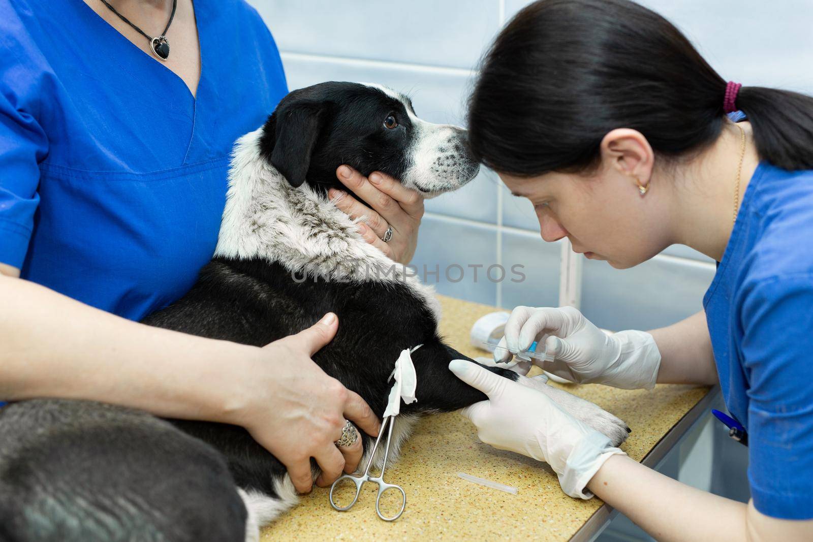 Vet puts a catheter on the dog at the veterinary clinic