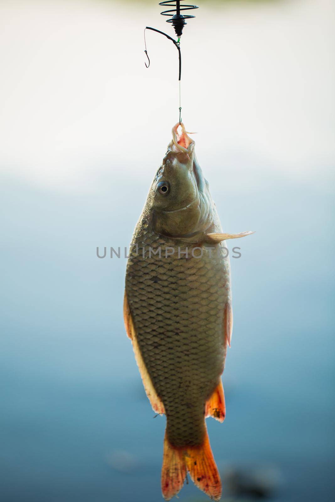 Fish on the hook on the background of water. by StudioPeace