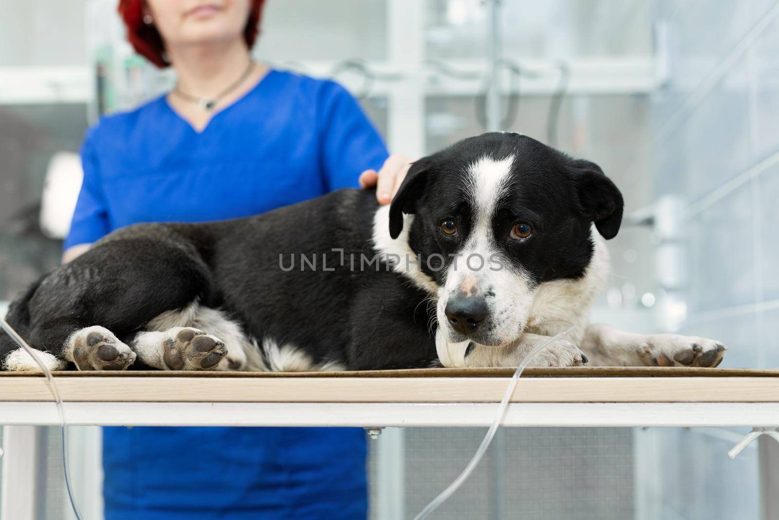 Vaccine to the dog in veterinary clinic