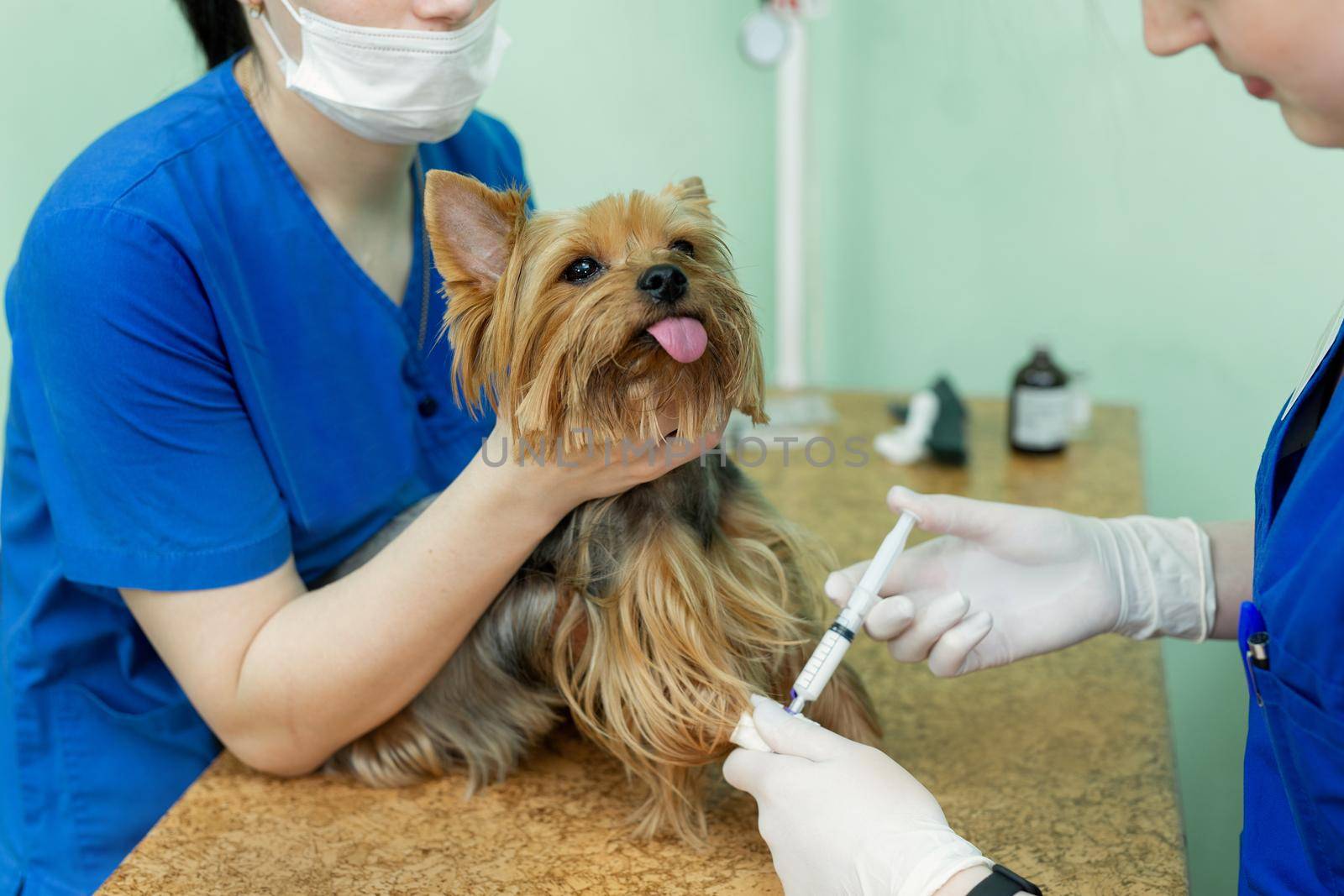 Close up veterinarian giving an injection to a dog at hospital