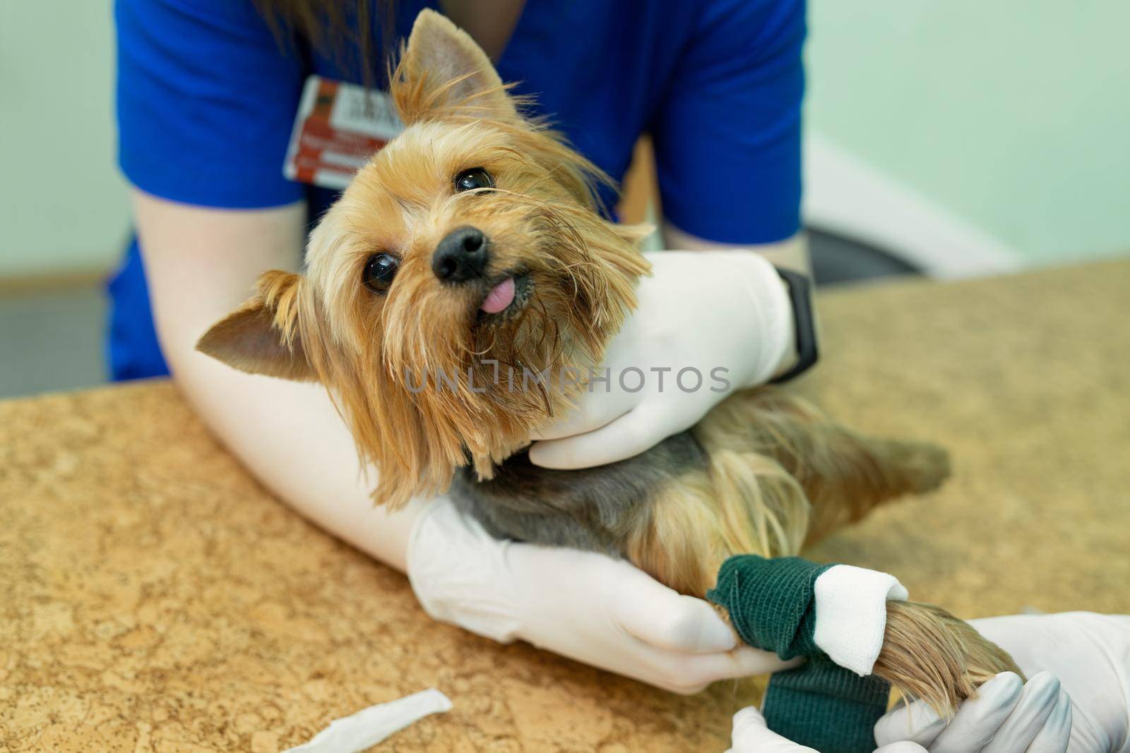 Vet puts a catheter on the dog at the veterinary clinic. by StudioPeace