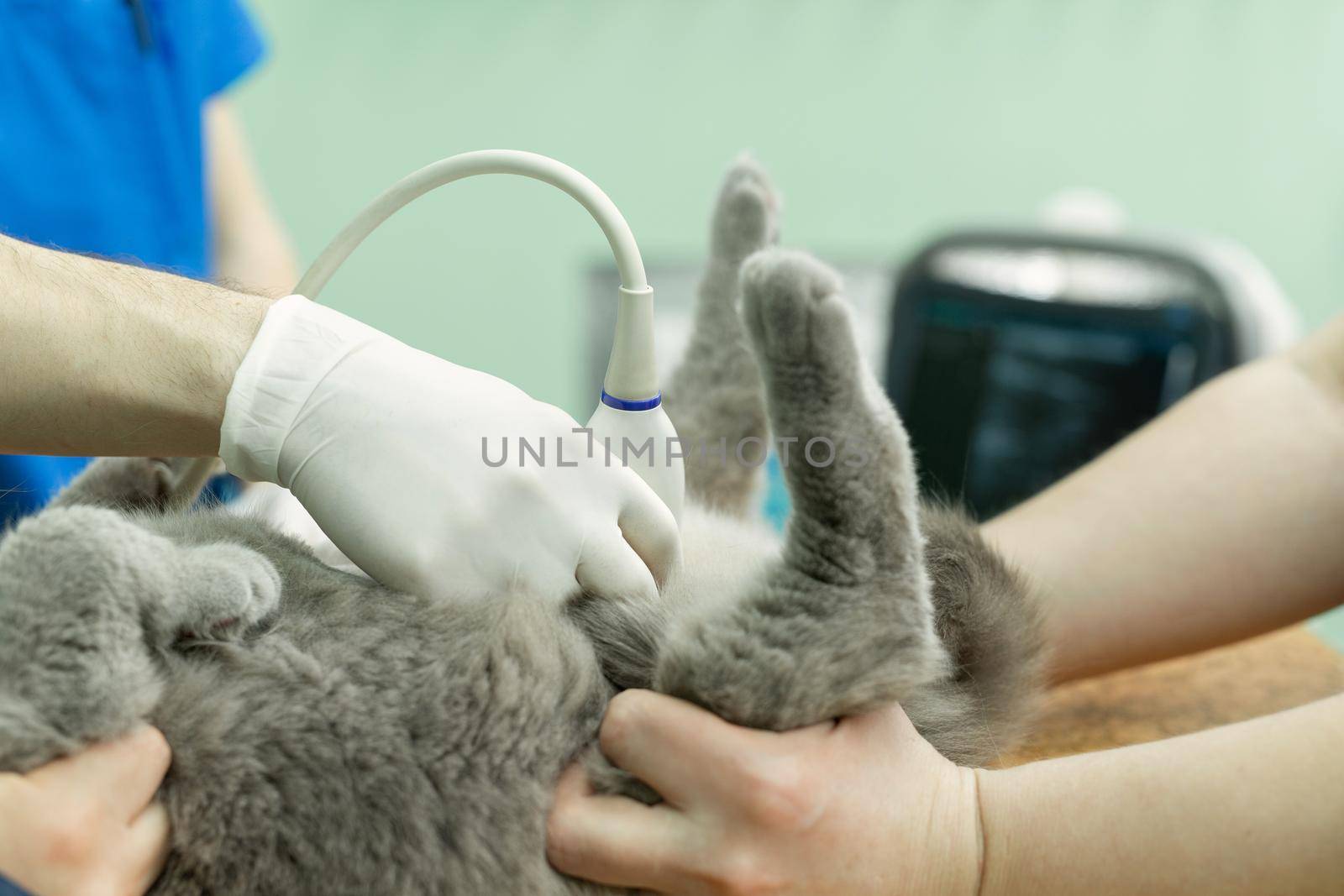 Vet does an ultrasound cat in clinic. by StudioPeace