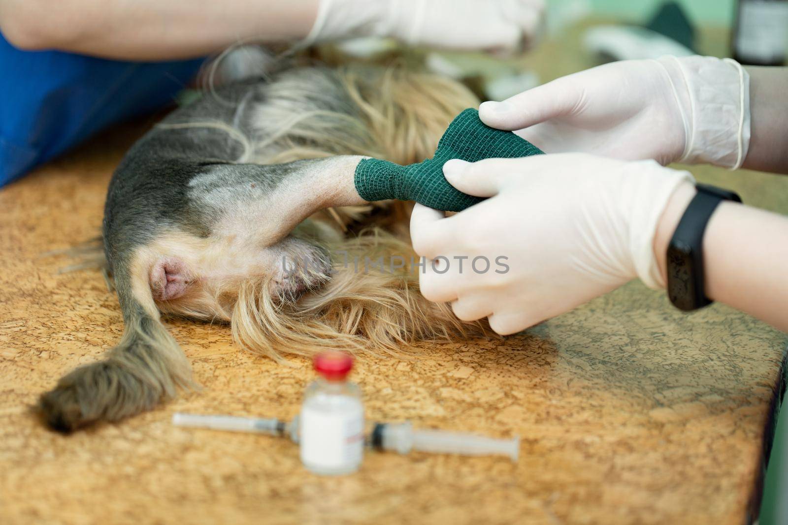 Vet puts a catheter on the dog at the veterinary clinic