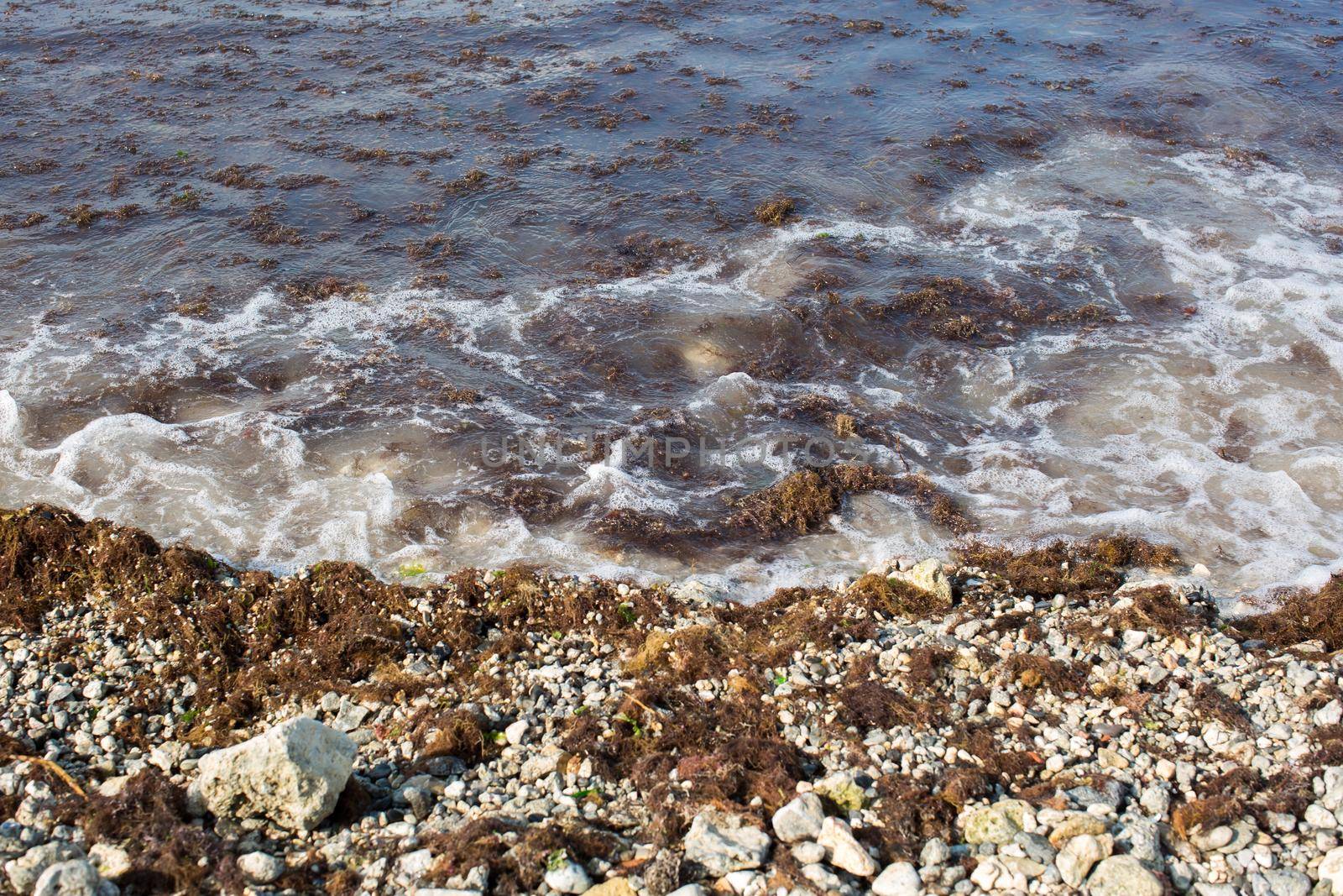 Dirty sea wave nailed to shore old dirty algae. Dirty seaweed line of sea surf on beach. Dirty sea, environmental problem of environmental pollution. Seaweed in sea wave. Closed. Bathing is prohibited