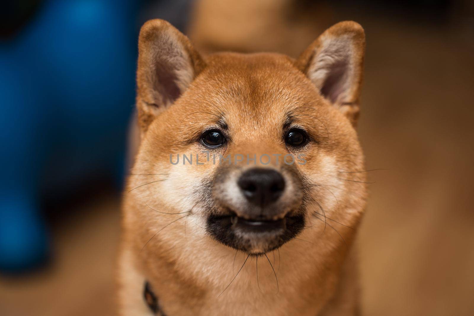 Portrait of a dog Shiba Inu, front view. by StudioPeace