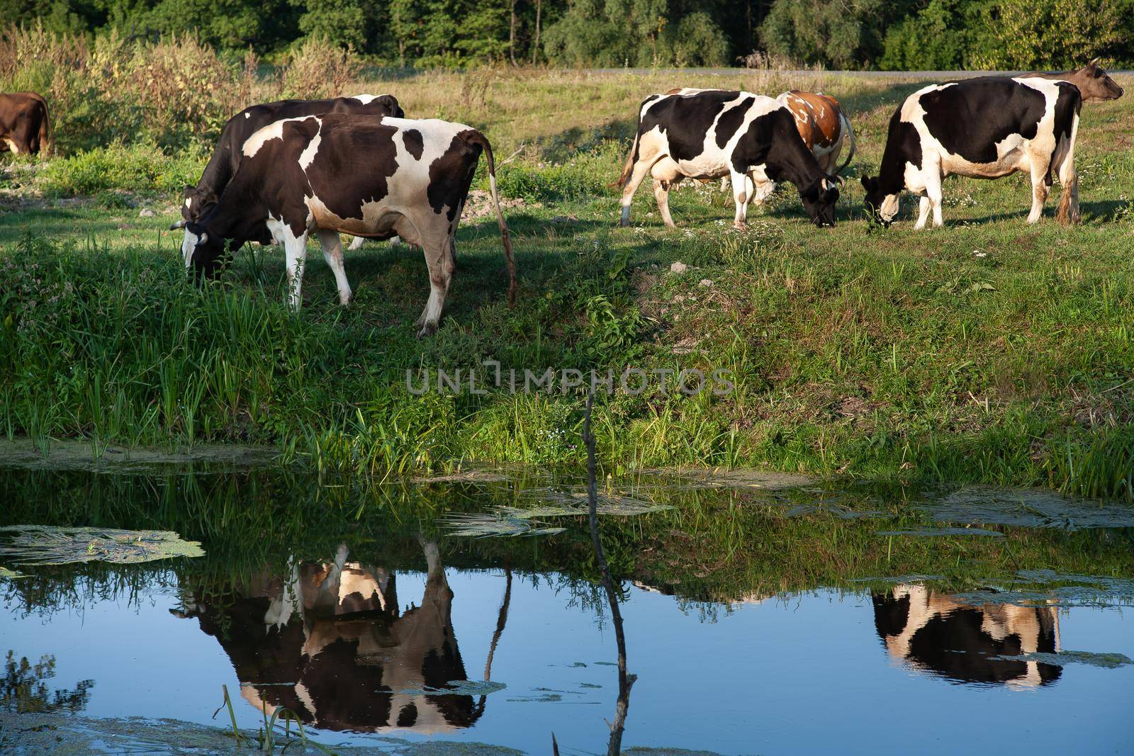 Cows grazing on pasture at sunset by river. by StudioPeace