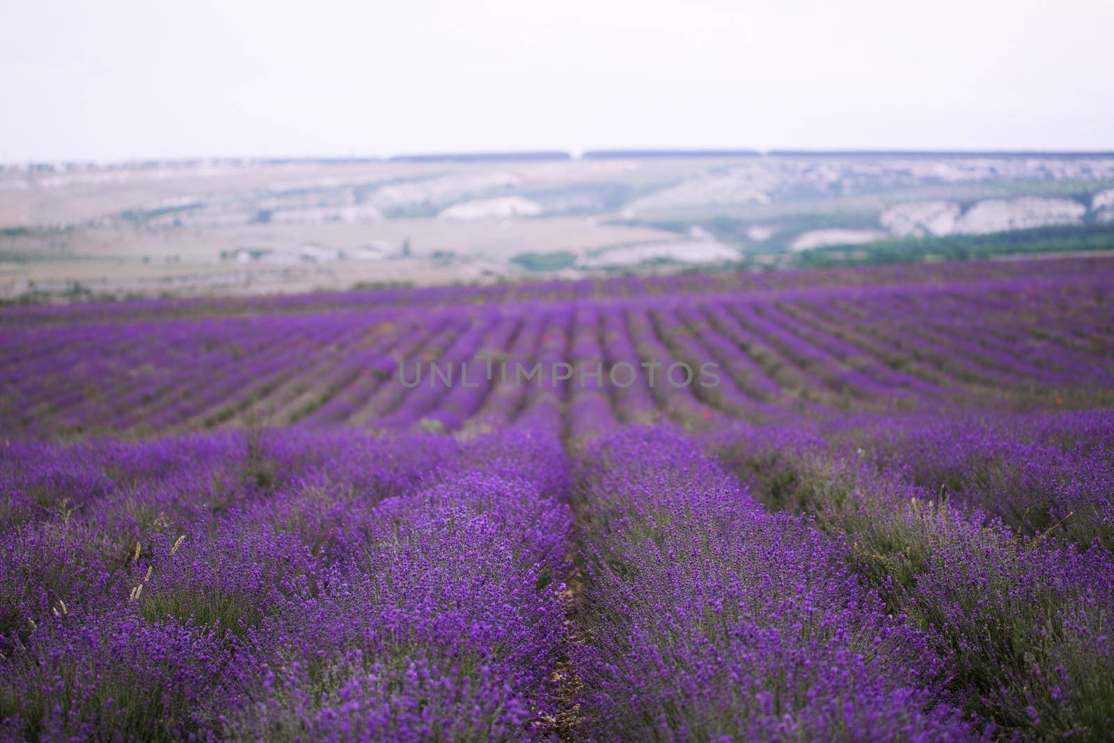 Purple lavender field on the Crimean peninsula by StudioPeace