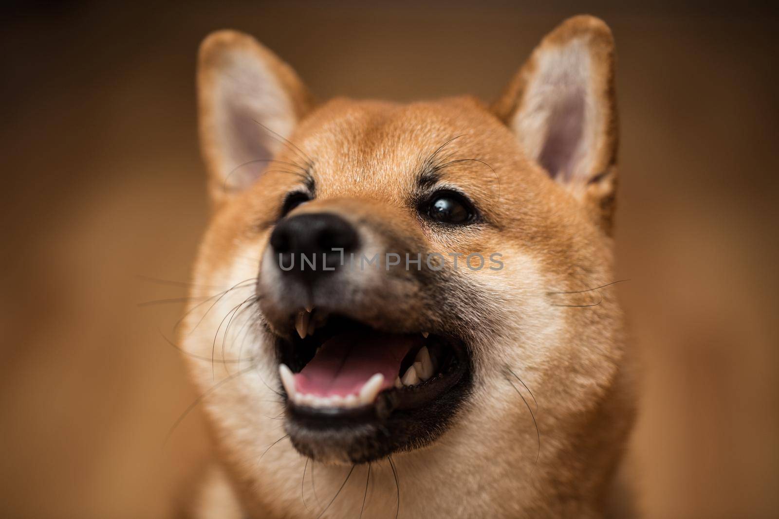 Portrait of a dog Shiba Inu, front view. by StudioPeace