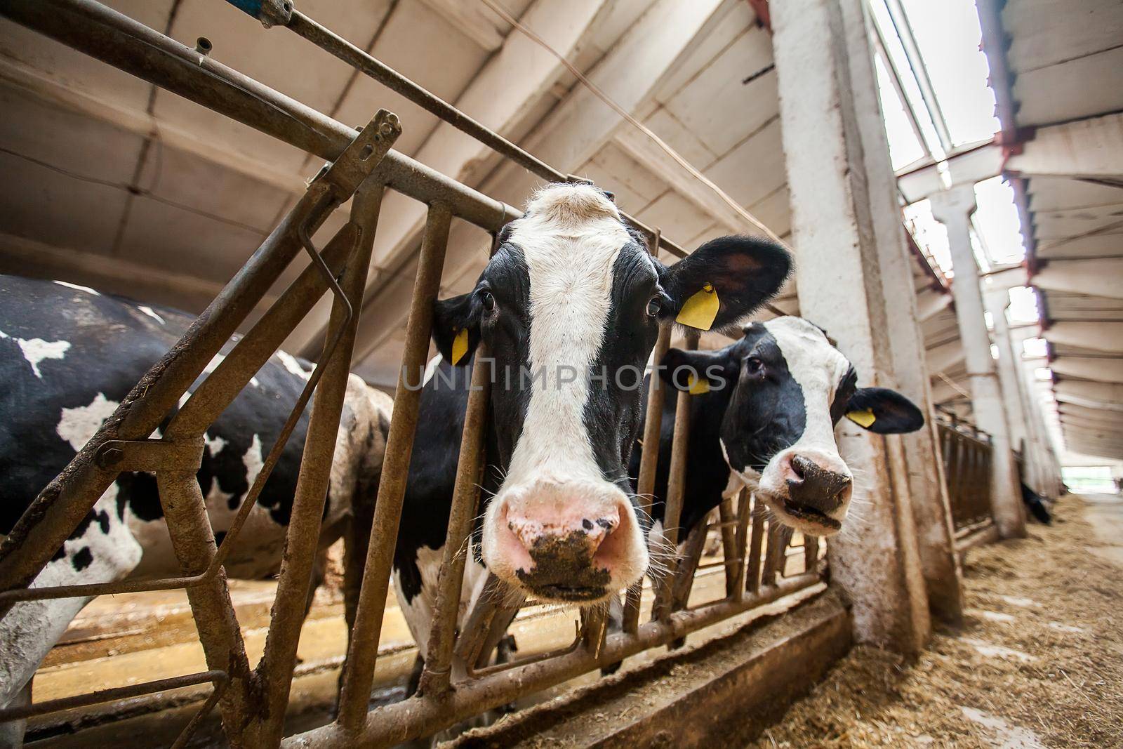 Cows on Farm. Black and white cows eating hay in the stable by StudioPeace