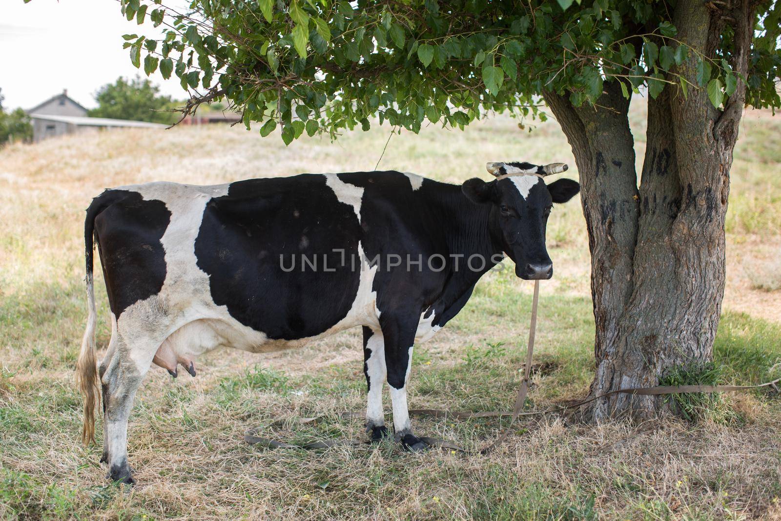 A cow in a summer pasture near a tree. by StudioPeace