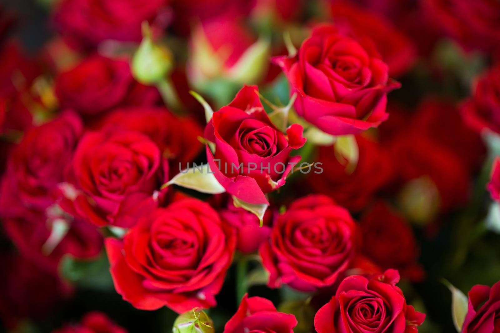 flowers rose background in a flower shop