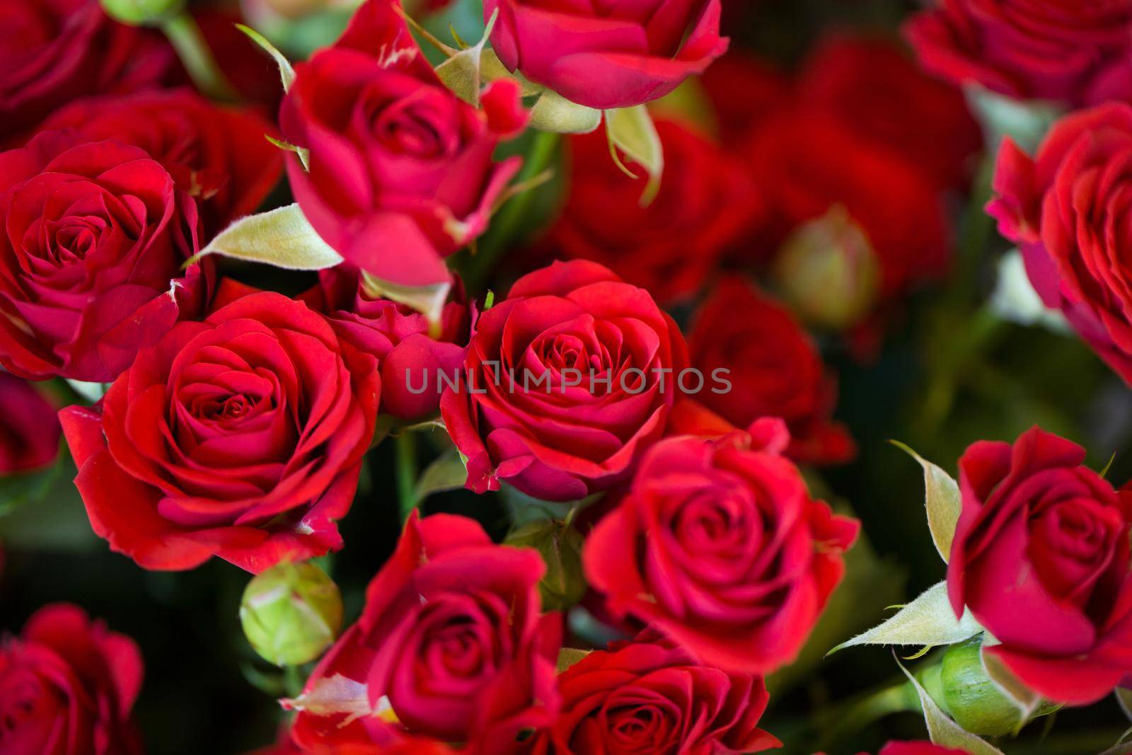 flowers rose background in a flower shop. by StudioPeace