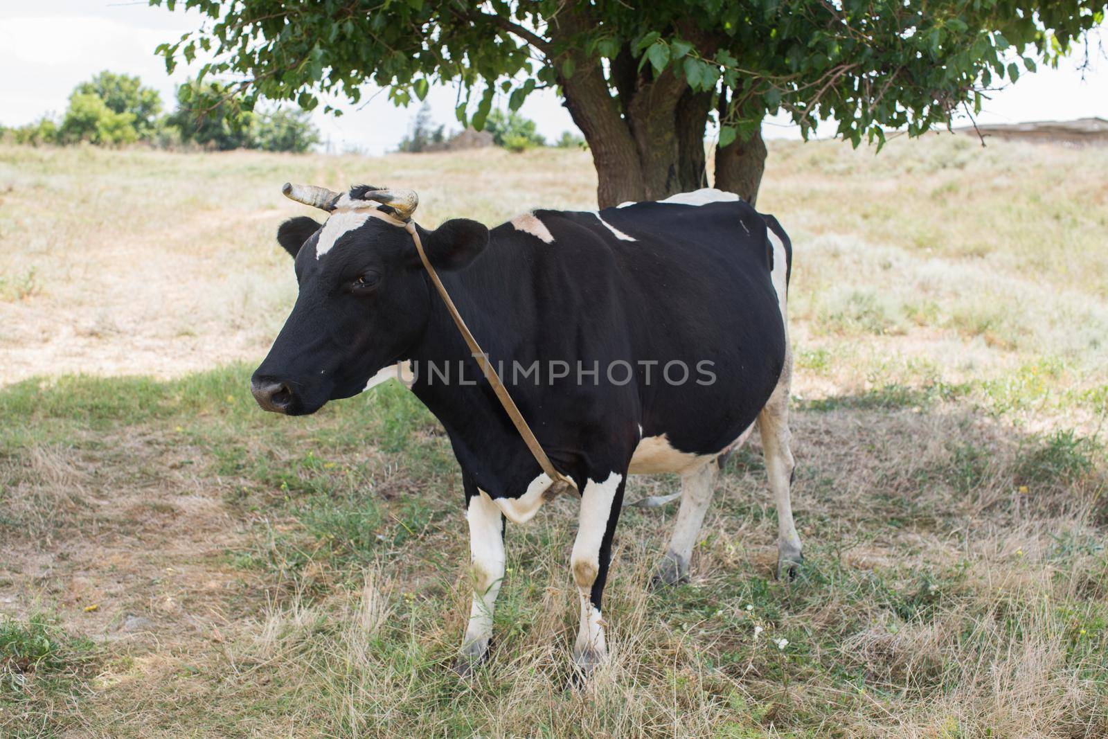 A cow in a summer pasture near a tree