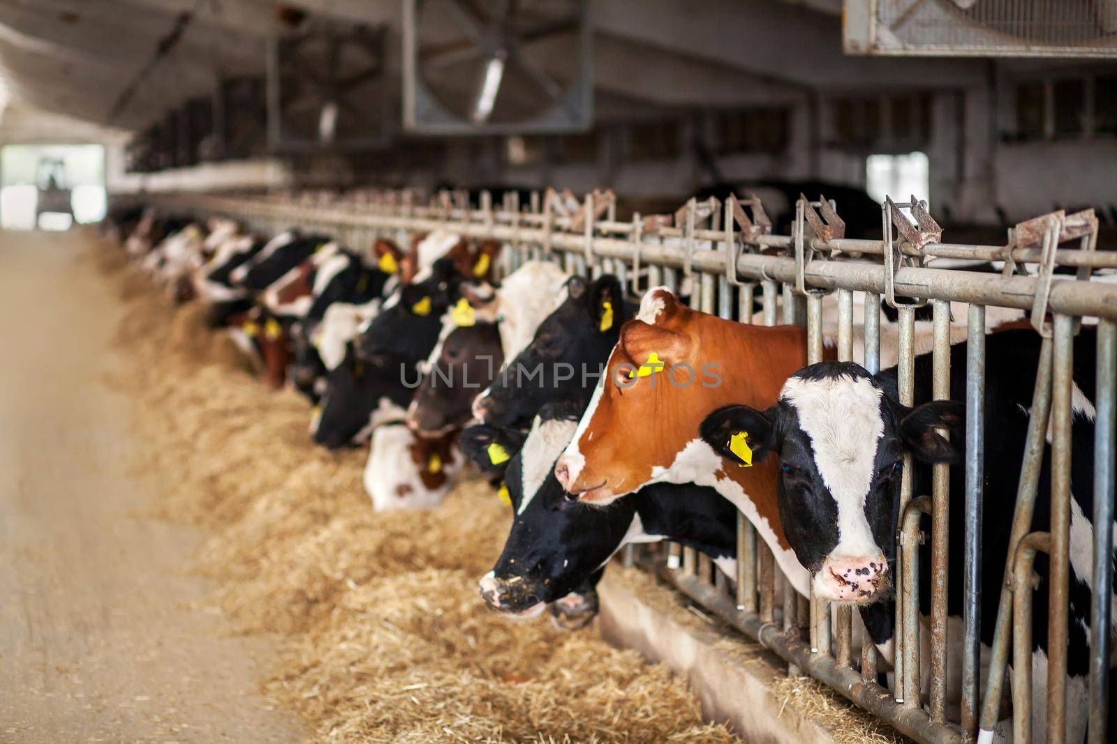 Cows on Farm. Black and white cows eating hay in the stable.