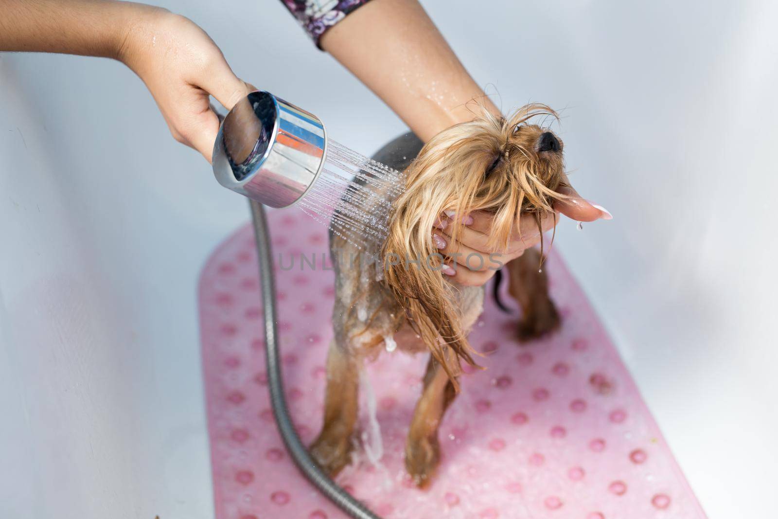 Yorkshire Terrier in the bathroom in the beauty salon for dogs. Care for yorkshire terriers close-up. Veterinarian. Groomer. Hairdresser for animals