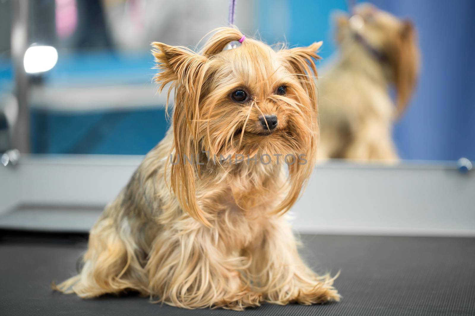 Yorkshire Terrier stands on a table in a veterinary clinic. Portrait of a small dog in the hospital on the table before examination. by StudioPeace