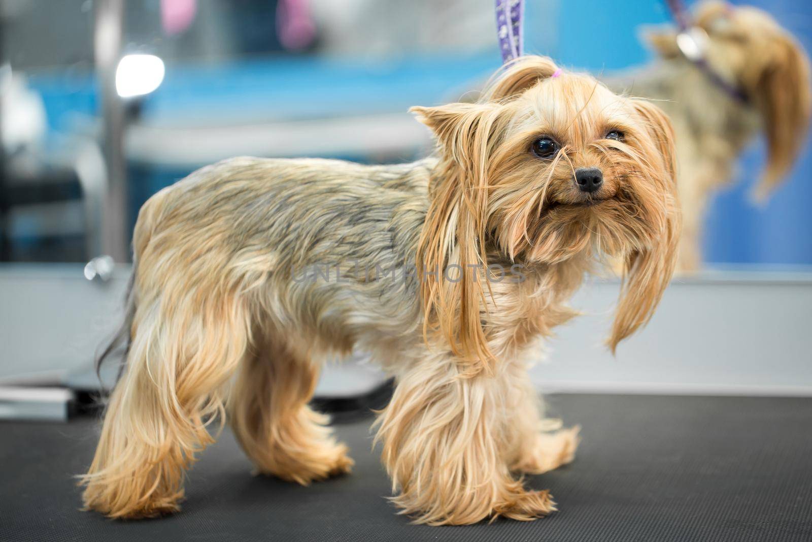 Cute little yorkshire terrier puppy on the table in grooming salon at vet clinic.Take care of dog in professional groomer studio. Funny small dog looks in the camera. by StudioPeace