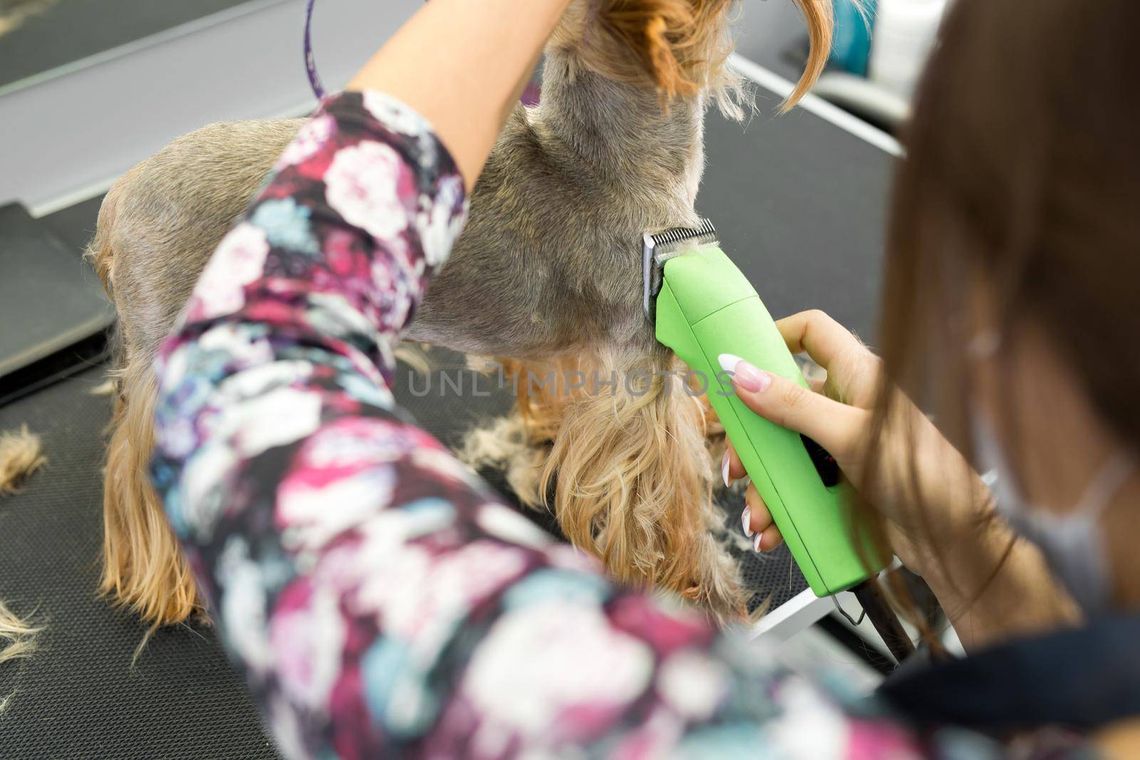 Veterinarian trimming a yorkshire terrier with a hair clipper in a veterinary clinic. Female groomer haircut Yorkshire Terrier on the table for grooming in the beauty salon for dogs