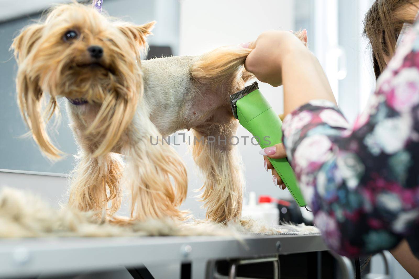 Veterinarian trimming a yorkshire terrier with a hair clipper in a veterinary clinic. Female groomer haircut Yorkshire Terrier on the table for grooming in the beauty salon for dogs. by StudioPeace