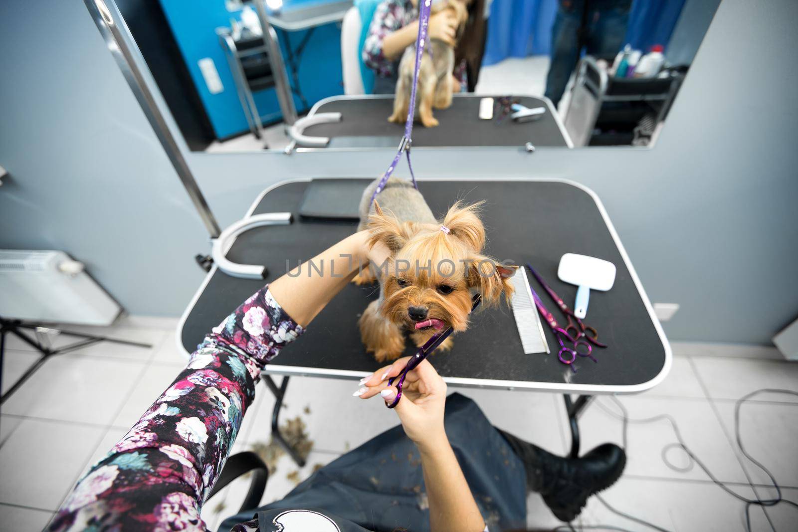 Female groomer haircut yorkshire terrier on the table for grooming in the beauty salon for dogs. Process of final shearing of a dog's hair with scissors