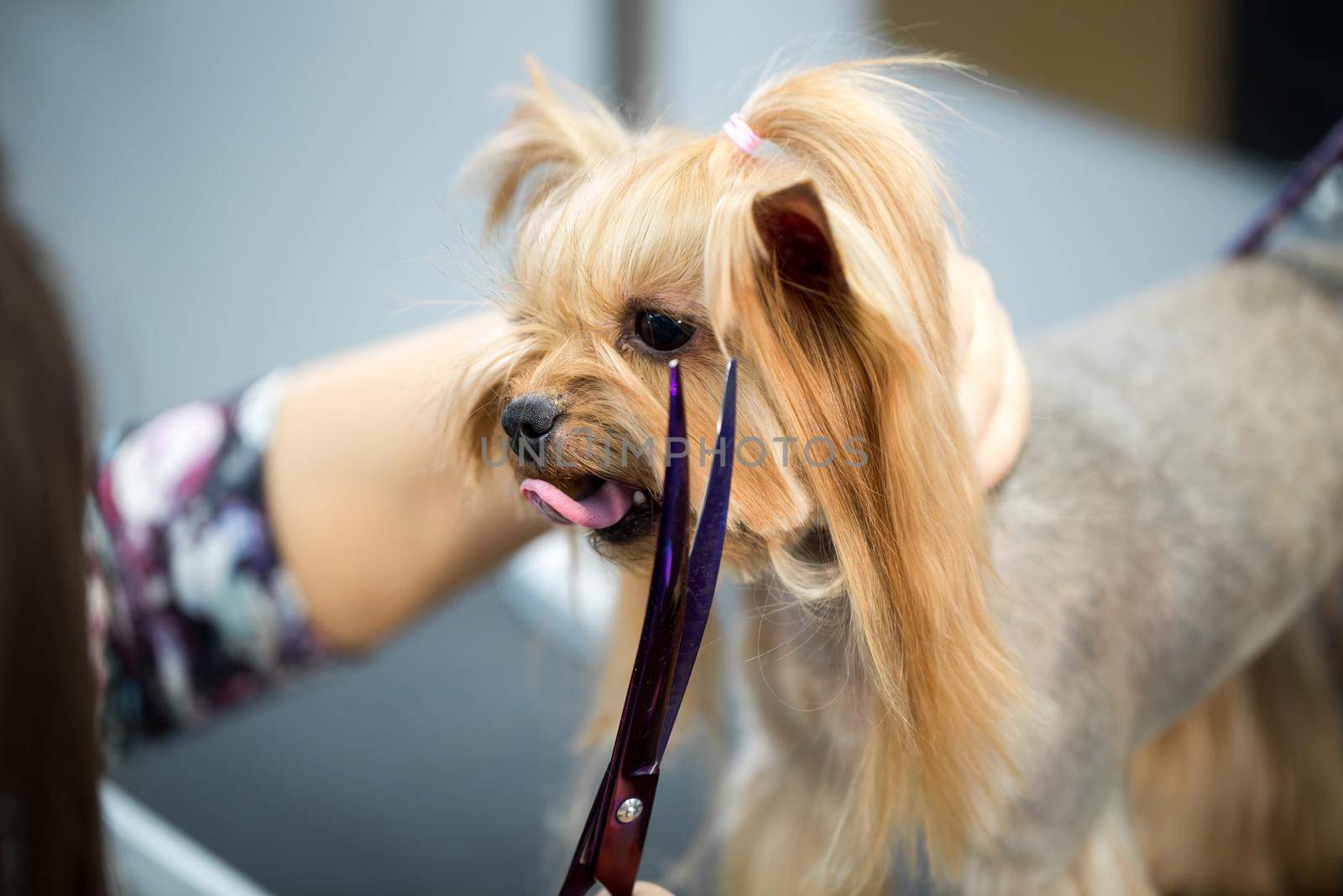 Female groomer haircut yorkshire terrier on the table for grooming in the beauty salon for dogs. Process of final shearing of a dog's hair with scissors