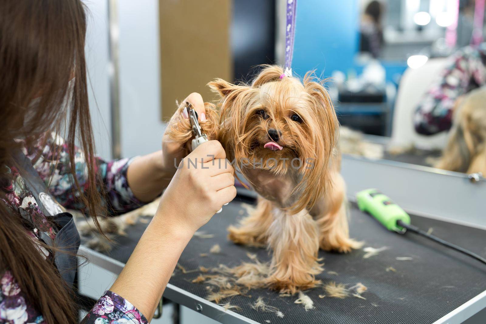 Professional animal groomer specialist cuts dogs nails with clipper scissors in vet clinic.Take care of dog in grooming salon.Nippers to cut yorkshire terrier puppy claws in veterinarian cabinet. by StudioPeace