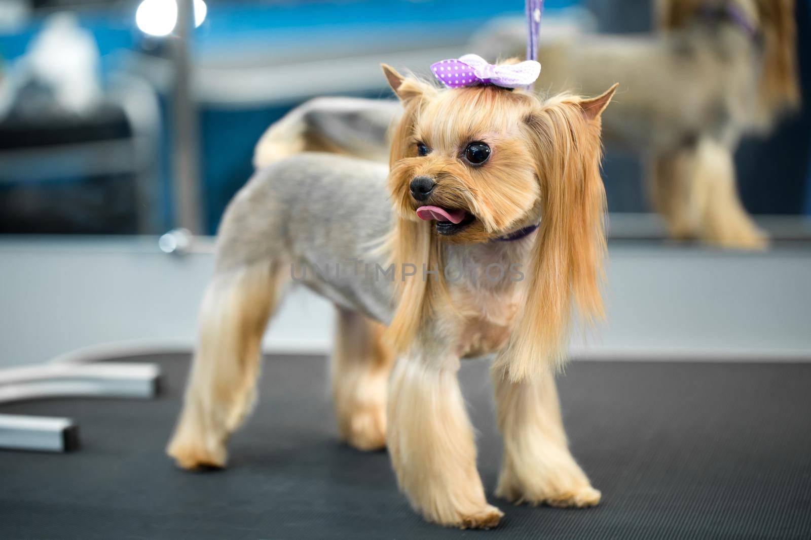 Yorkshire terrier after a haircut on the grooming table