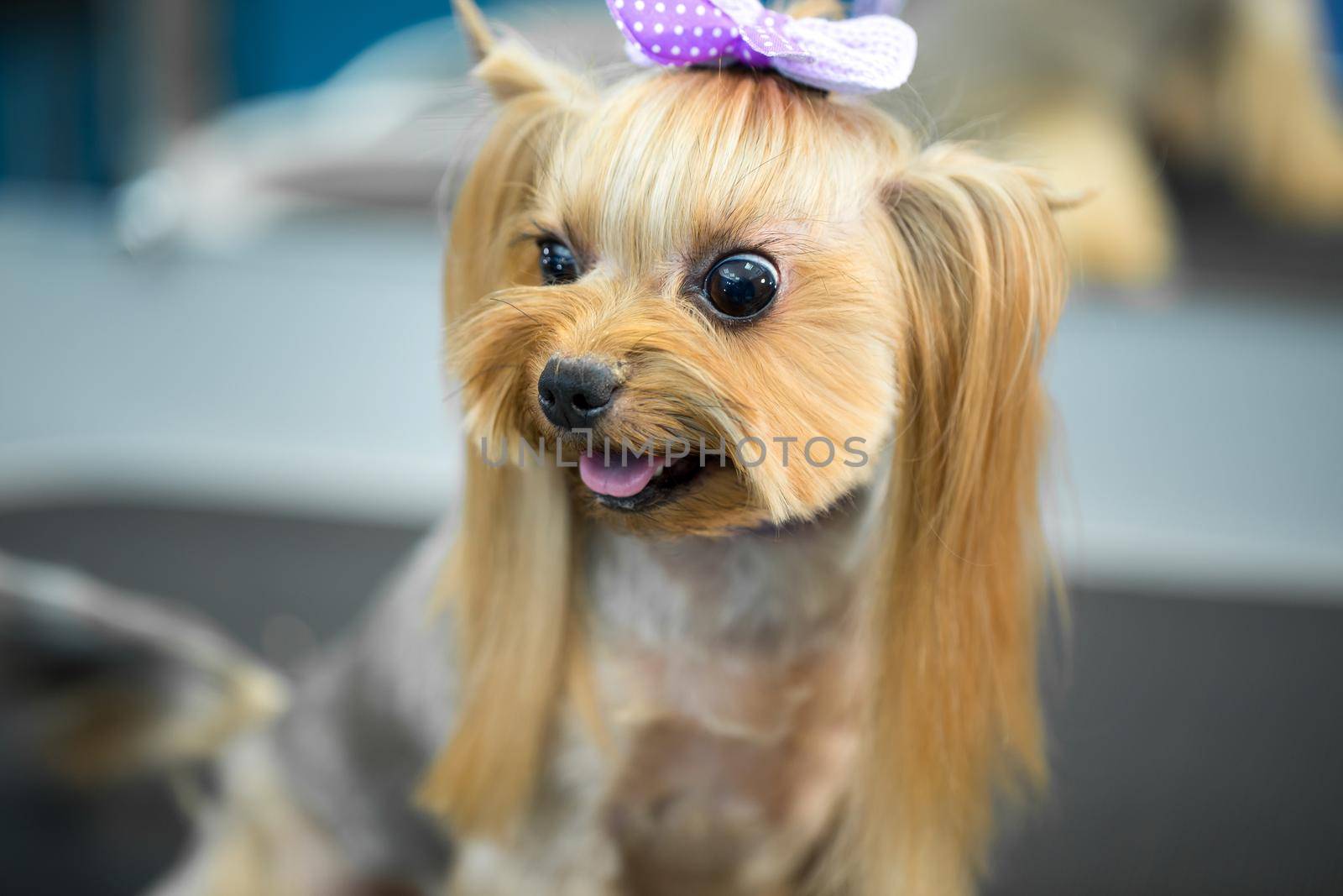 Yorkshire terrier after a haircut on the grooming table. by StudioPeace