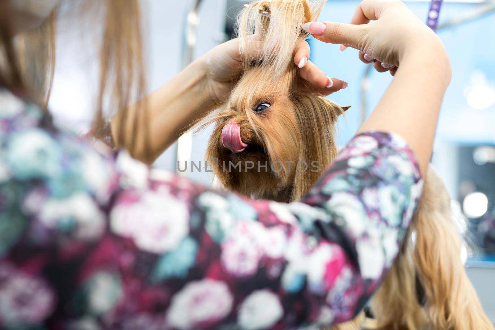 groomer puts a bow on the dog's head