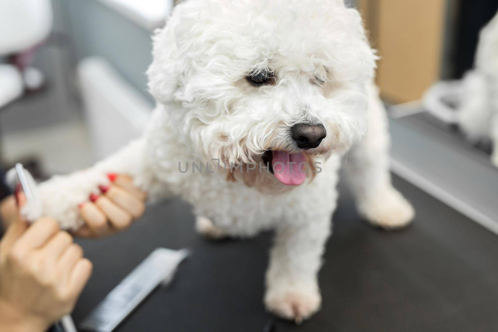 Groomer performing combing and haircut a dog Bichon Frise in the Barber shop for dogs